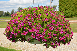 Cabaret Good Night Kiss Calibrachoa (Calibrachoa 'Balcabooni') at Hunniford Gardens