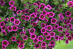 Cabaret Good Night Kiss Calibrachoa (Calibrachoa 'Balcabooni') at Hunniford Gardens