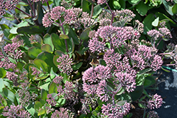 Thunderhead Stonecrop (Sedum 'Thunderhead') at Hunniford Gardens