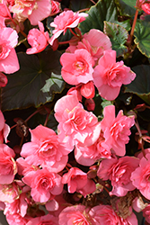 Solenia Light Pink Begonia (Begonia x hiemalis 'Solenia Light Pink') at Hunniford Gardens