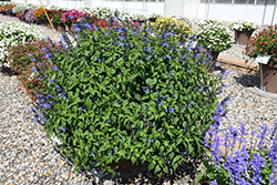 Rockin' Blue Suede Shoes Salvia (Salvia 'BBSAL01301') at Hunniford Gardens