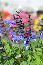 Rockin' Blue Suede Shoes Salvia (Salvia 'BBSAL01301') at Hunniford Gardens