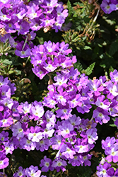 Superbena Sparkling Amethyst Verbena (Verbena 'VEAZ0019') at Hunniford Gardens