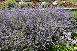 Crazy Blue Russian Sage (Perovskia atriplicifolia 'Crazy Blue') at Hunniford Gardens