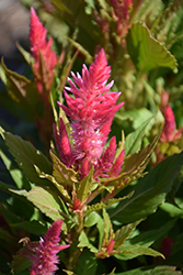 Kelos Fire Pink Celosia (Celosia 'Kelos Fire Pink') at Hunniford Gardens