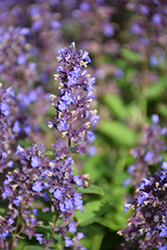 Whispurr Blue Catmint (Nepeta x faassenii 'Balpurrlu') at Hunniford Gardens