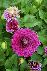 Venti Royal Purple Dahlia (Dahlia 'DATOOGTYVE') at Hunniford Gardens