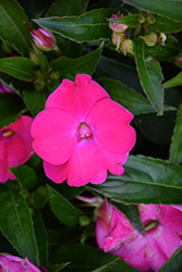SunPatiens Vigorous Rose Pink New Guinea Impatiens (Impatiens 'SAKIMP052') at Hunniford Gardens