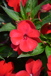 SunPatiens Vigorous Red Impatiens (Impatiens 'SAKIMP048') at Hunniford Gardens
