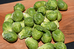 Brussels Sprout (Brassica oleracea var. gemmifera) at Hunniford Gardens