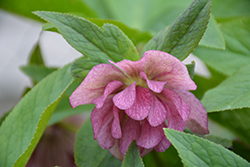 Wedding Party Wedding Crasher Hellebore (Helleborus 'Wedding Crasher') at Hunniford Gardens