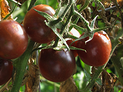 Black Cherry Tomato (Solanum lycopersicum 'Black Cherry') at Hunniford Gardens