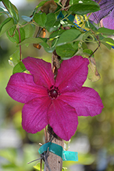 Romantika Clematis (Clematis 'Romantika') at Hunniford Gardens