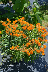 Butterfly Weed (Asclepias tuberosa) at Hunniford Gardens