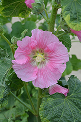Spotlight Radiant Rose Hollyhock (Alcea rosea 'Radiant Rose') at Hunniford Gardens