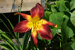 Rainbow Rhythm Ruby Spider Daylily (Hemerocallis 'Ruby Spider') at Hunniford Gardens