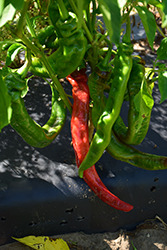 Long Thin Cayenne Pepper (Capsicum annuum 'Long Thin Cayenne') at Hunniford Gardens