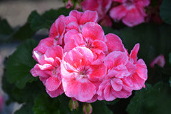 Savannah Pink Sizzle Geranium (Pelargonium 'Savannah Pink Sizzle') at Hunniford Gardens
