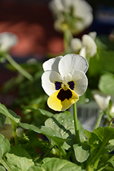 Sorbet XP Lemon Ice Blotch Pansy (Viola cornuta 'PAS975375') at Hunniford Gardens