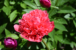 Lorelei Peony (Paeonia 'Lorelei') at Hunniford Gardens