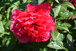 Command Performance Peony (Paeonia 'Command Performance') at Hunniford Gardens