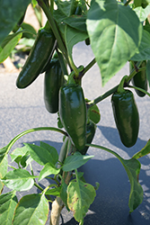 Big Guy Hot Pepper (Capsicum annuum 'Big Guy') at Hunniford Gardens