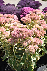 Frosted Fire Stonecrop (Sedum 'Frosted Fire') at Hunniford Gardens