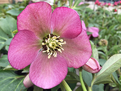 Honeymoon Paris In Pink Hellebore (Helleborus 'Paris In Pink') at Hunniford Gardens