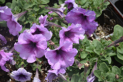 Madness Plum Crazy Petunia (Petunia 'PAS3213') at Hunniford Gardens