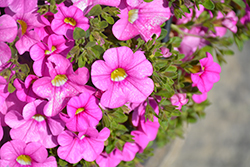 Cabaret Light Pink Calibrachoa (Calibrachoa 'Balcablinkim') at Hunniford Gardens