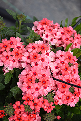Lascar Mango Orange Verbena (Verbena 'KLEVP15474') at Hunniford Gardens