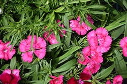 Floral Lace True Rose Pinks (Dianthus 'PAS96828') at Hunniford Gardens