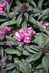Speedy Sonnet Pink Snapdragon (Antirrhinum majus 'Speedy Sonnet Pink') at Hunniford Gardens