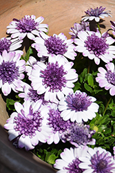 4D Violet Ice African Daisy (Osteospermum 'KLEOE18048') at Hunniford Gardens