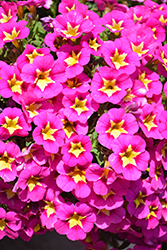 Bumble Bee Hot Pink Calibrachoa (Calibrachoa 'Balumotink') at Hunniford Gardens