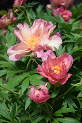 Julia Rose Peony (Paeonia 'Julia Rose') at Hunniford Gardens