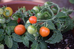 Kitchen Minis Siam Potted Tomato (Solanum lycopersicum 'Kitchen Minis Siam') at Hunniford Gardens