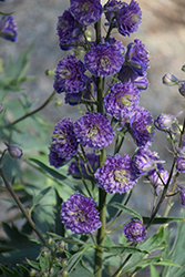 Highlander Bolero Larkspur (Delphinium 'Highlander Bolero') at Hunniford Gardens