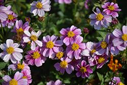 Pretty in Pink Bidens (Bidens ferulifolia 'Pretty in Pink') at Hunniford Gardens