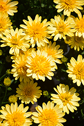 4D Sunburst African Daisy (Osteospermum 'KLEOE17320') at Hunniford Gardens