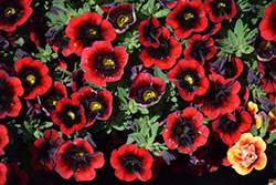 Cha-Cha Red Kiss Calibrachoa (Calibrachoa 'Balchariss') at Hunniford Gardens