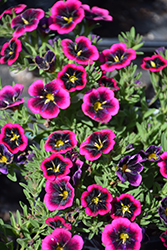 Cabaret Good Night Kiss Calibrachoa (Calibrachoa 'Balcabooni') at Hunniford Gardens