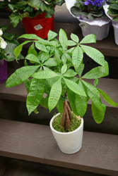 Money Tree (Pachira aquatica) at Hunniford Gardens