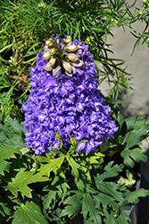 Delgenius Breezin Larkspur (Delphinium 'Breezin') at Hunniford Gardens
