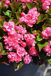 Double Up Pink Begonia (Begonia 'Double Up Pink') at Hunniford Gardens