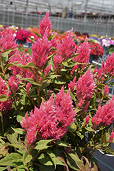 Kelos Fire Pink Celosia (Celosia 'Kelos Fire Pink') at Hunniford Gardens