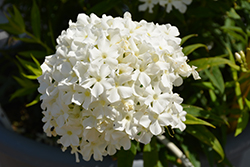 Early White Garden Phlox (Phlox paniculata 'Early White') at Hunniford Gardens