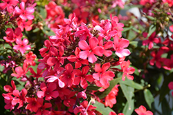 Early Red Garden Phlox (Phlox paniculata 'Early Red') at Hunniford Gardens