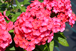 Luminary Sunset Coral Garden Phlox (Phlox paniculata 'Sunset Coral') at Hunniford Gardens