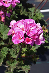 Tango Lavender Geranium (Pelargonium 'Tango Lavender') at Hunniford Gardens